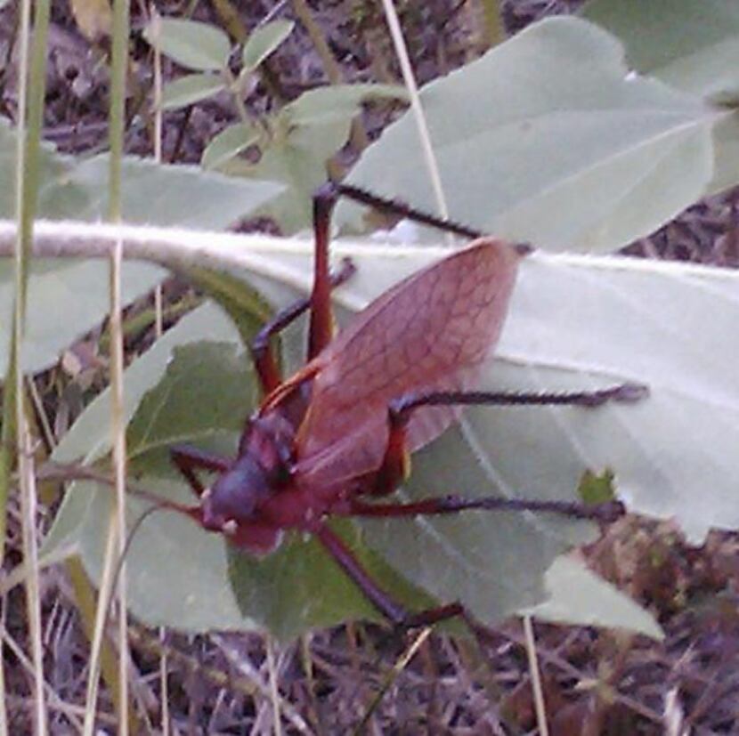 This red katydid was photographed this month in Hays County.