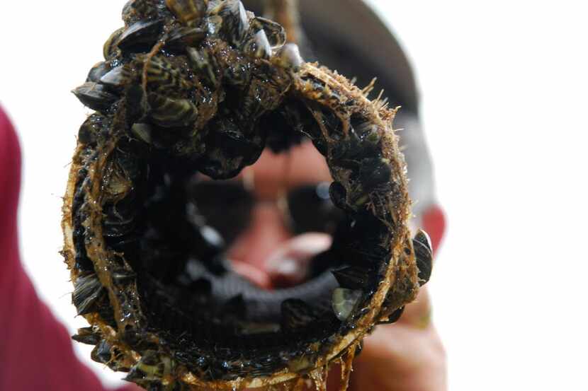 Zebra mussels are seen attached to the interior and exterior of a pipe. They may be small,...