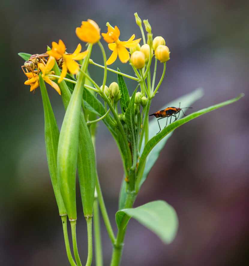 A hornet and a milkweed bug make themselves at home on a plant in Leslie Eaton's garden.