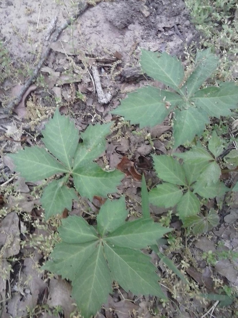 
Virginia creeper
