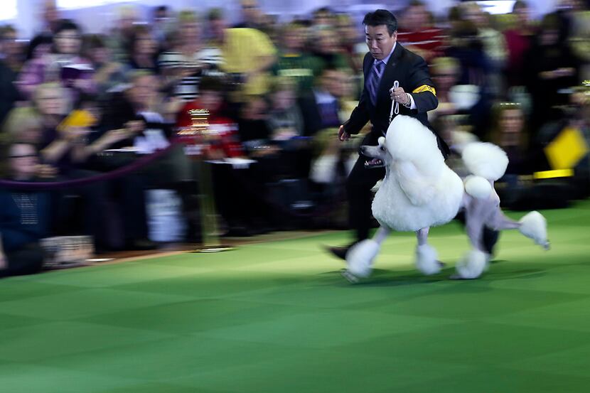 A handler shows a standard poodle in the ring during the 137th Westminster Kennel Club dog...