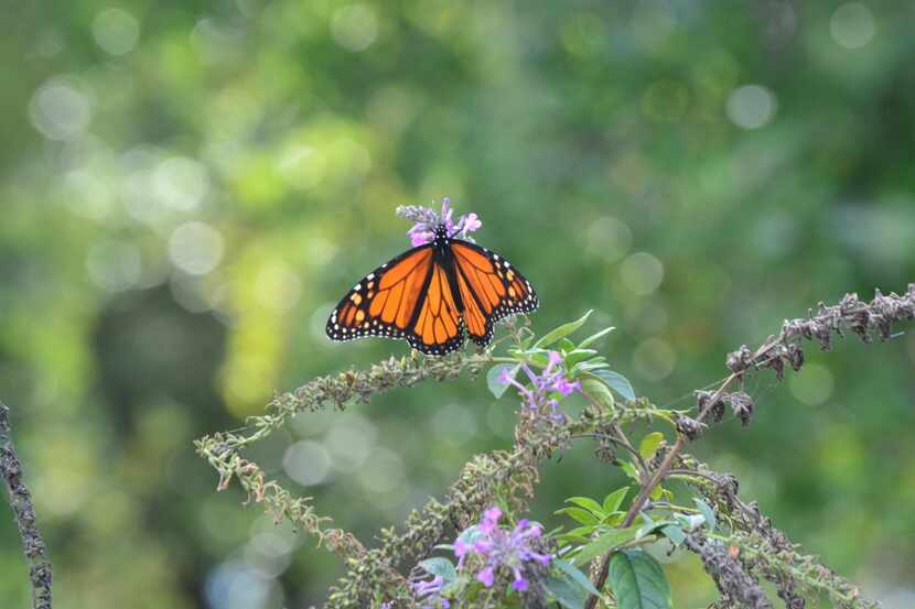 Monarch butterflies feed at The Dallas Arboretum Rory Meyers Children's Adventure Garden...