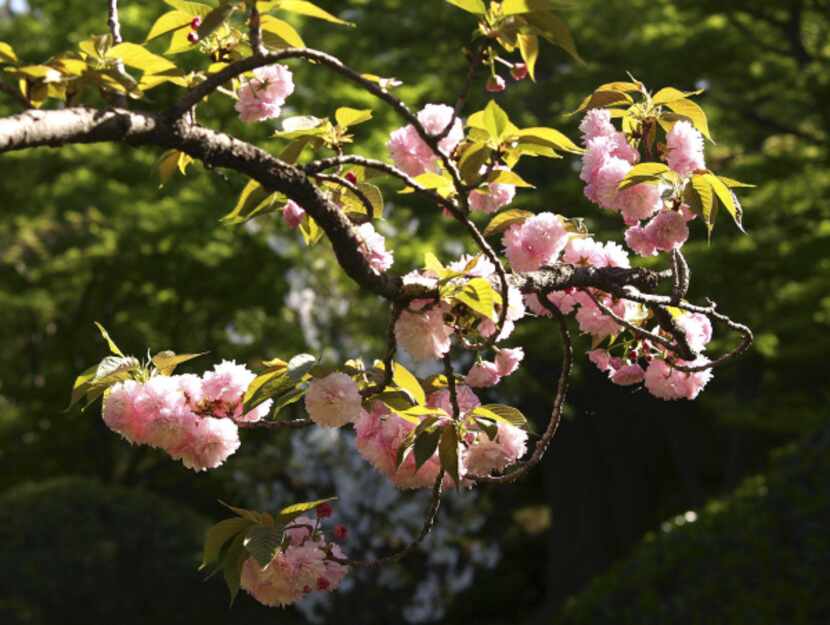 The most reliable and readily available variety of flowering cherry is the Kwanzan (Prunus...