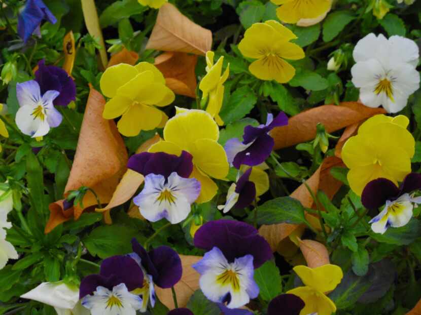 Cool Wave pansies' colors intensify in the cold and they bloom even in the snow, and recover...