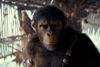 Owen Teague plays Noa in "Kingdom of the Planet of the Apes." (20th Century Studios)