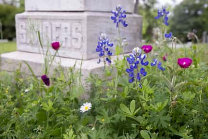 Wildflowers grow next to the headstone for Rufus K. Sanders at Oakland Cemetery, which is...