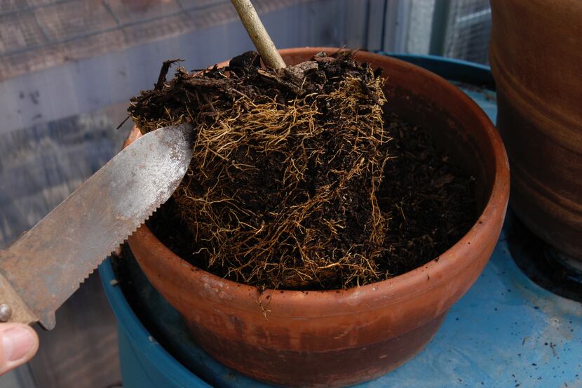 A hori-hori knife can be used to loosen the tightly bound roots of container plants.