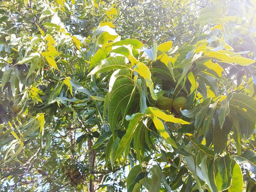 Some people actually prefer the flavor of smaller native pecans, even though they're tougher...