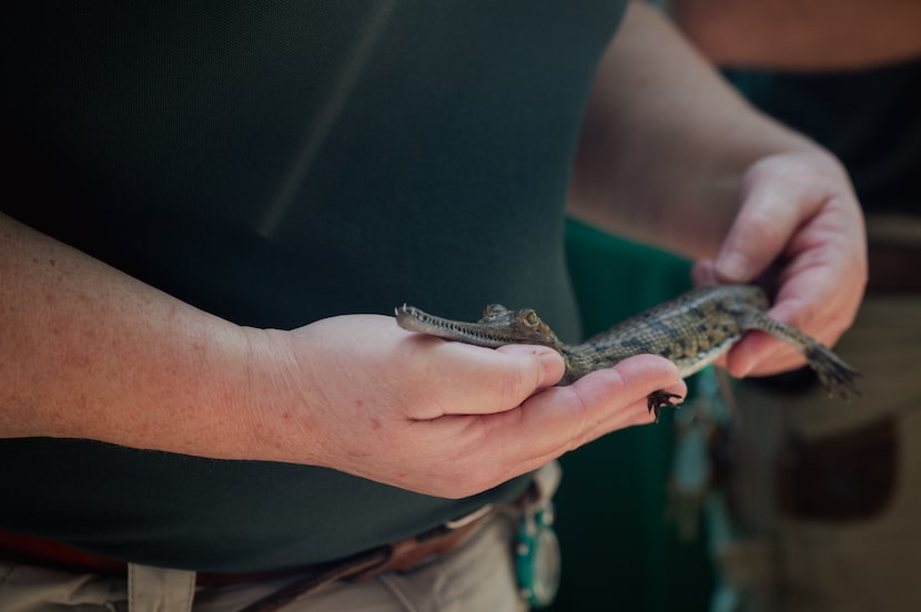 Karen St. John, 54, assistant curator of terrestrial ectotherms, holds one of the four newly...