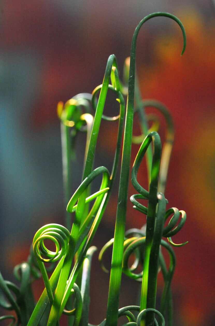 
Albuca spiralis ‘Frizzle Sizzle’ is a new-to-us plant in the amaryllis family with...