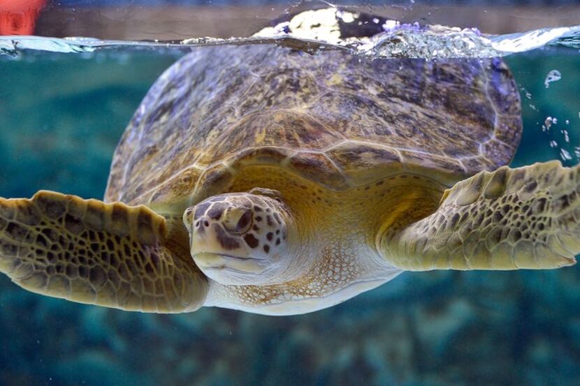 Thalassia swimming in a display at Sea Turtle Rescue Center in Grapevine, Texas, Monday,...