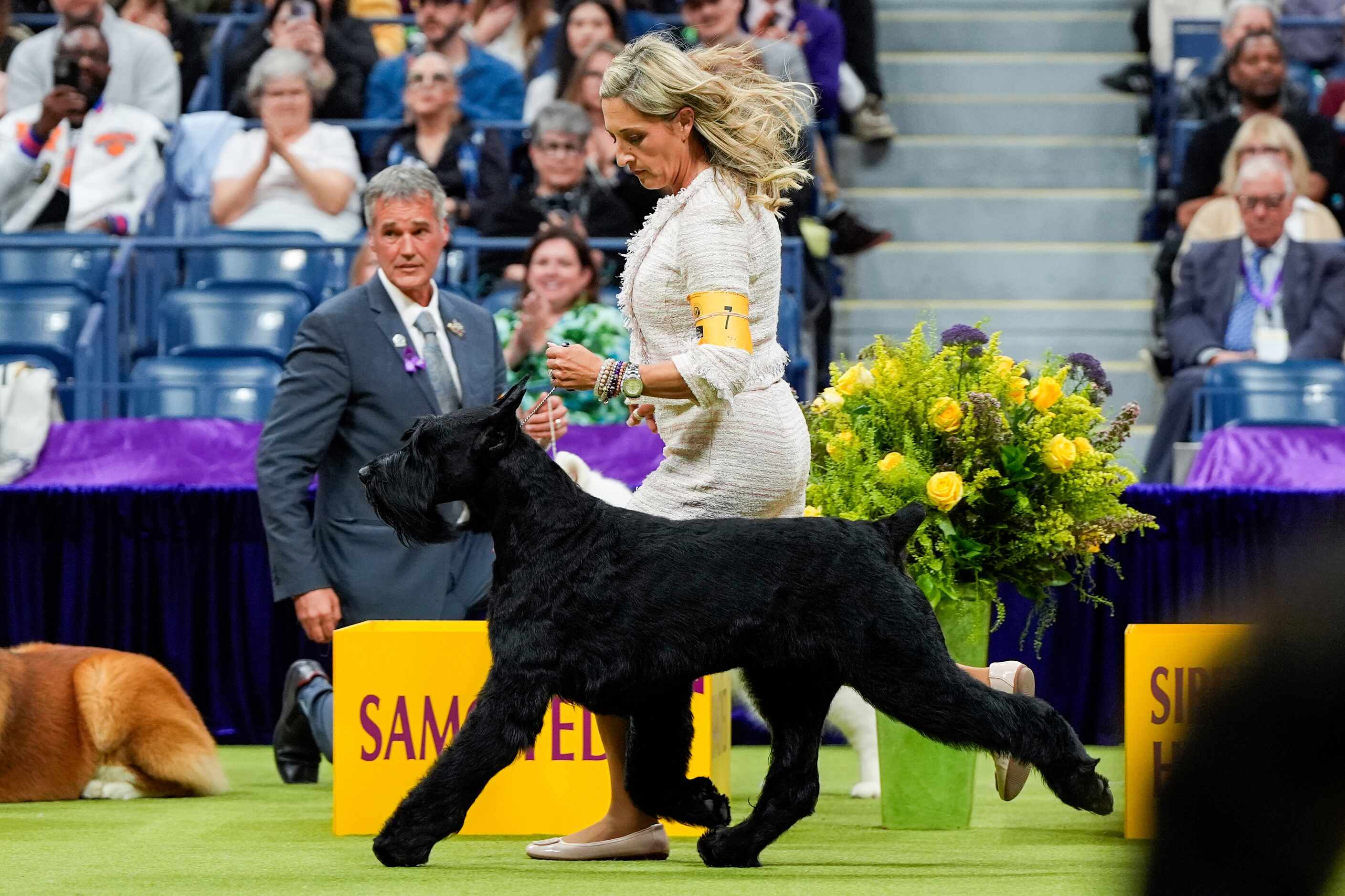 Monty, a giant schnauzer, is walked during the working group competition at the 148th...