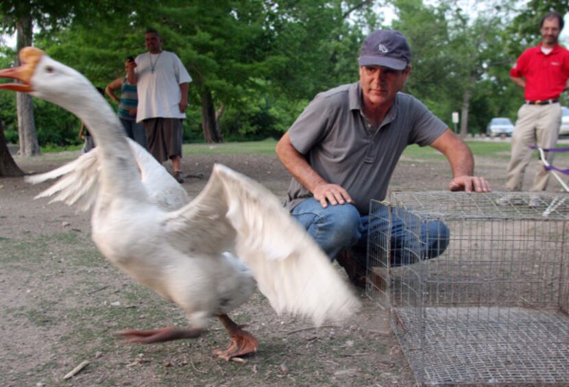 A Chinese goose headed for the water at White Rock Lake's Sunset Bay after being released by...