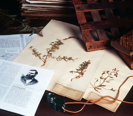 Original plant pressings from Julien Reverchon, who documented thousands of native Texas...