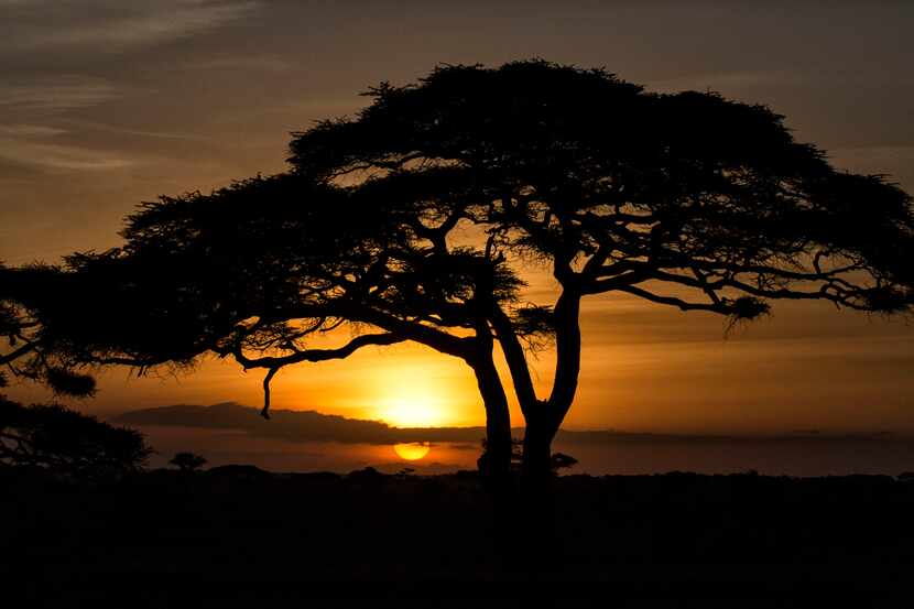 An acacia is silhouetted by the rising sun near Namiri Plains Camp in the Serengeti.