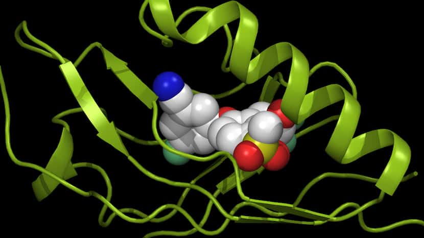 Peloton Therapeutics' drug (center) binds to its target, hypoxia-inducible factor HIF-2a...