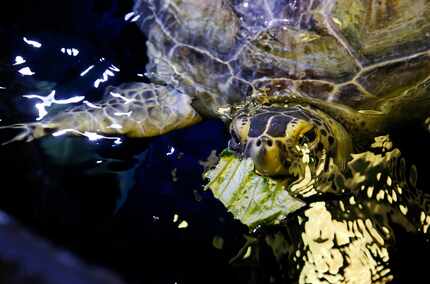 Boomer, a rescued green sea turtle, munches on a little lettuce at Sea Life Grapevine...