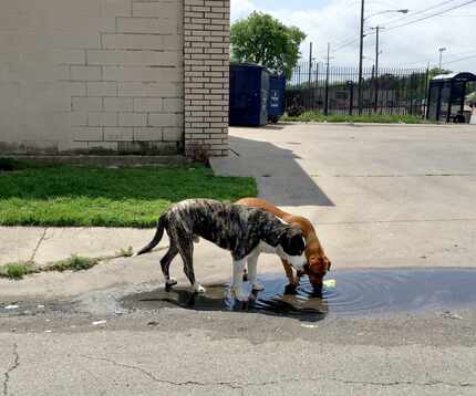 Two loose dogs drink from a puddle on Jamaica St. at Second Ave. in southern Dallas on April...