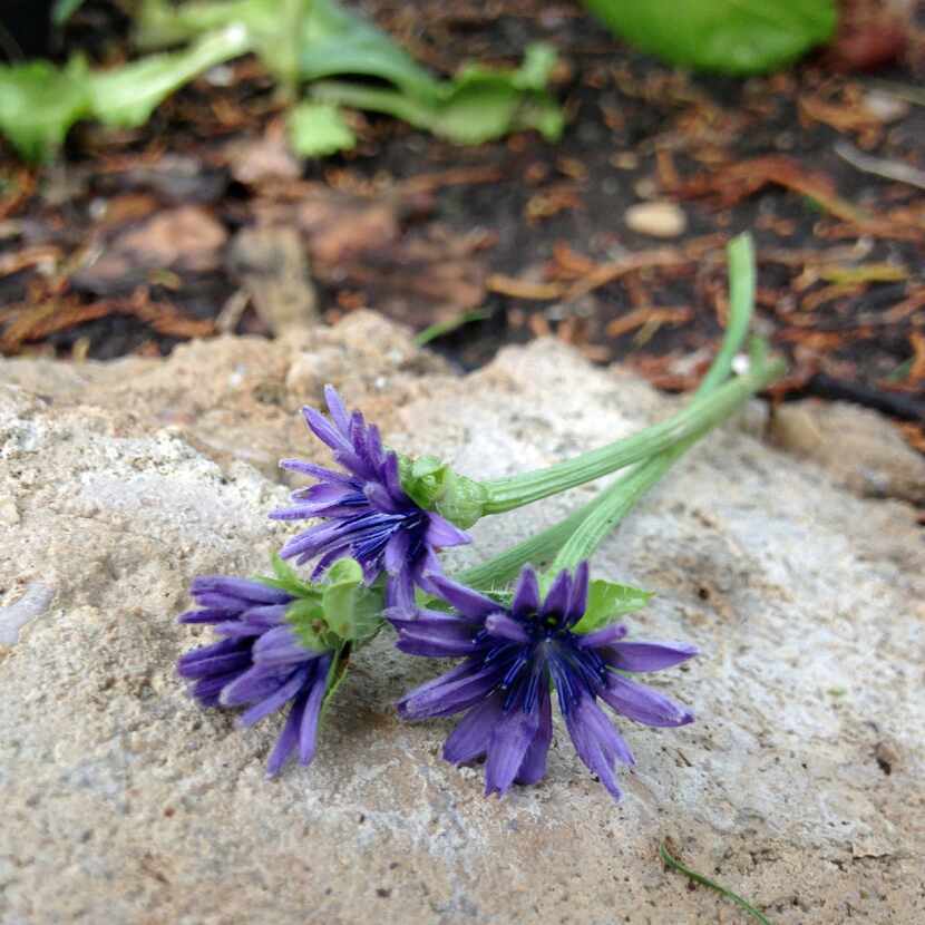 Blue flowers on endive plants secretly spread seeds.