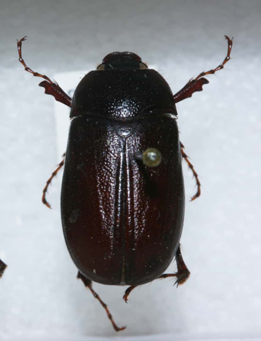 The Phyllophaga hirtiventris is what's called an 'early bird' scarab beetle that usually...