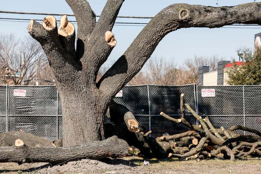 This massive live oak was an alarming sight for those on Ross Avenue over the weekend as a...
