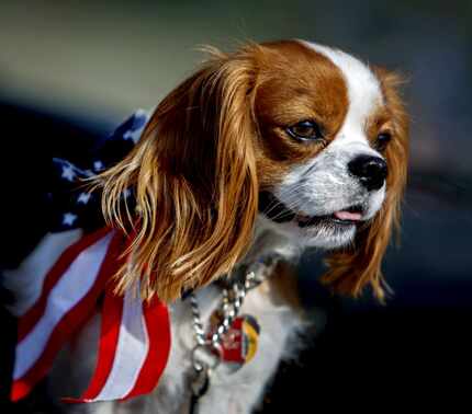 Rosebud attended the Little Forest Hills 4th of July Celebration.