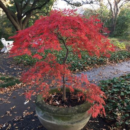 'Orangeola' is a spectacular cascading laceleaf Japanese maple that has remarkable leaf...