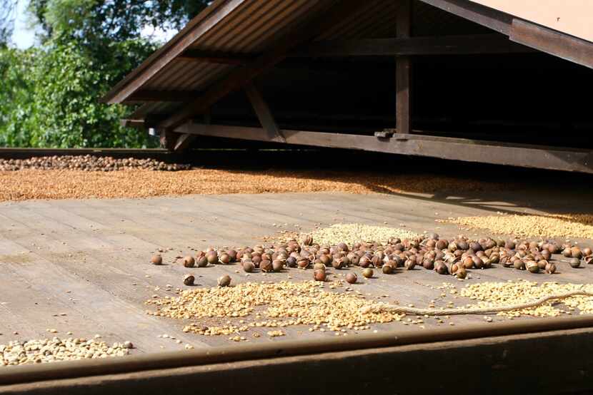 Coffee beans in a a variety of stages of drying on a hoshidana. 