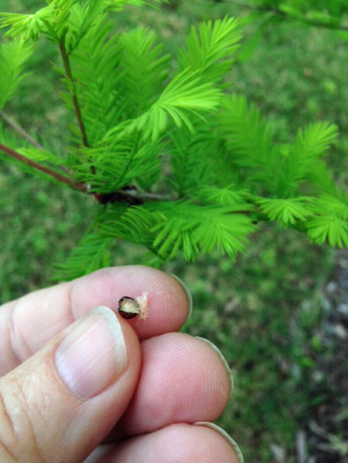 The presence of scale insects means a tree is in stress. 