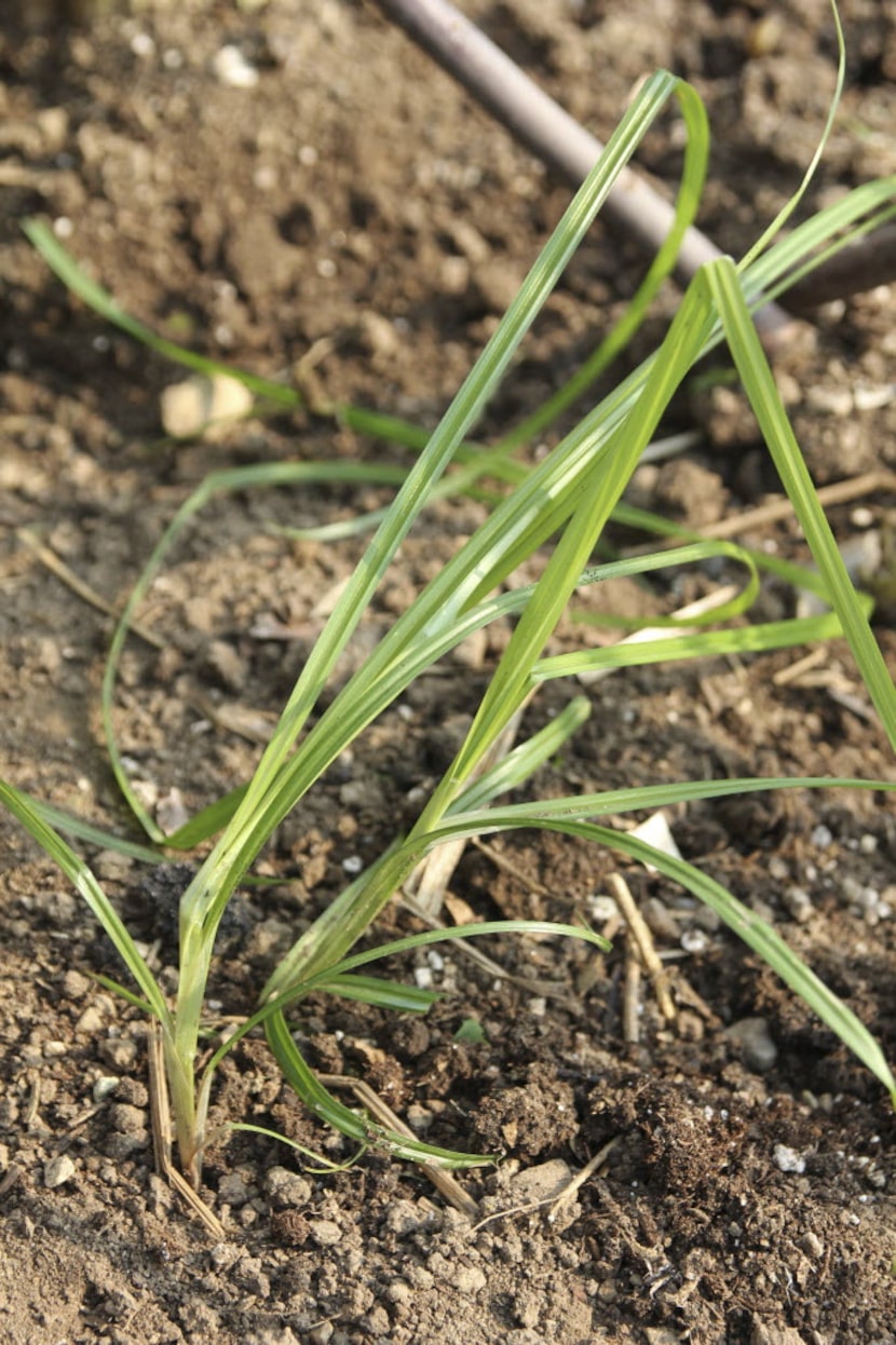 Although it's not a grass, nutsedge looks like one. It's distinguished by thicker, stiffer...