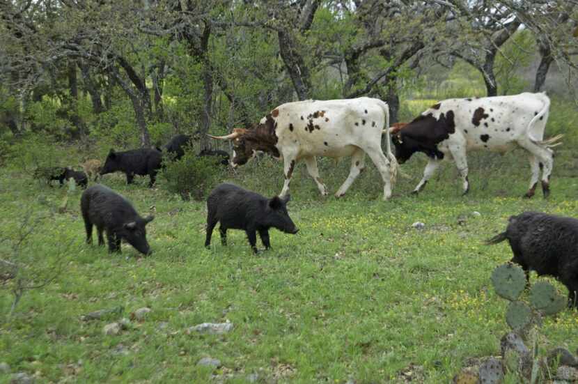 Feral hogs mingle with longhorn cattle on Debbie Davis' ranch in Tarpley in South Texas.