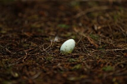  An egret egg rests on the northwest corner of Wintergreen and New Clark roads in Cedar...