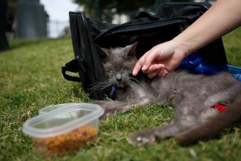 Nineteen-year-old Thunder with owner Shannon Eason during "Take Meow to the Ballgame," a day...