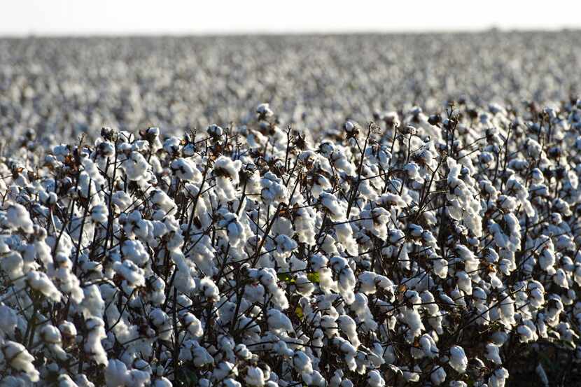 Cotton crops stand at Legacy Farms in the Nueces County of Chapman Ranch, Texas, U.S., on...