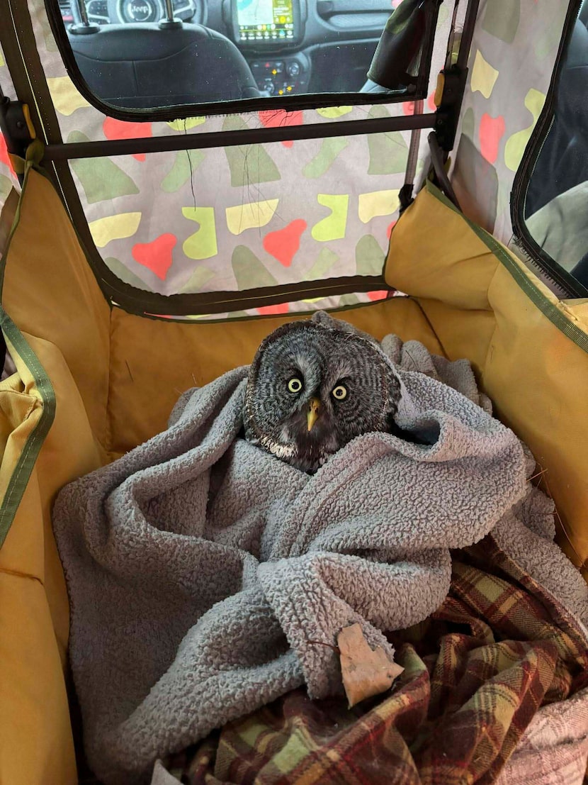 An injured great gray owl rests in Annabell Whelan's car after she rescued it from the side...