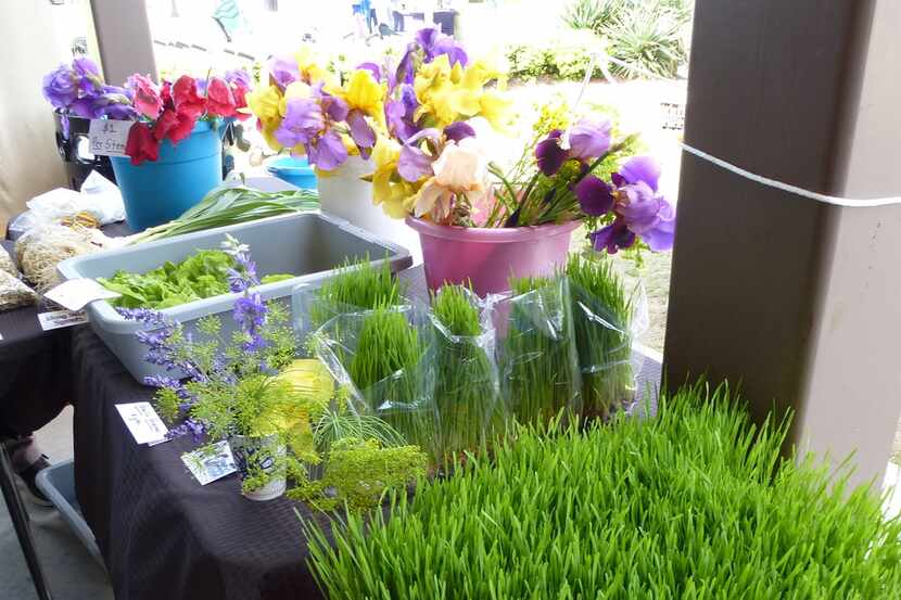 At Cardo's Sprout Farm at Coppell Farmers Market, goodies range from whea grass (foreground)...