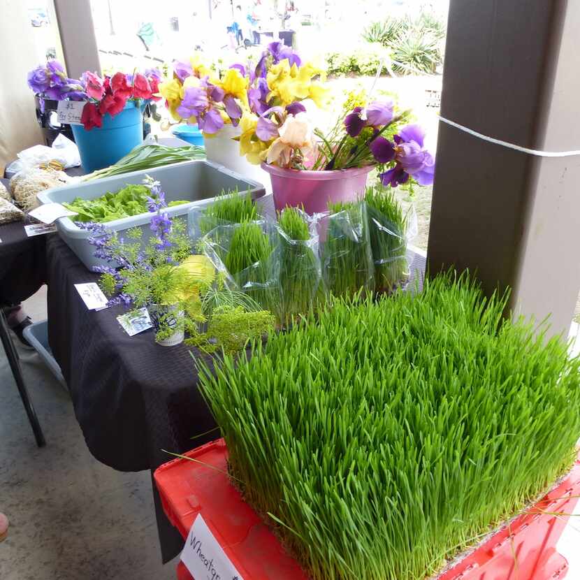 At Cardo's Sprout Farm at Coppell Farmers Market, goodies range from whea grass (foreground)...