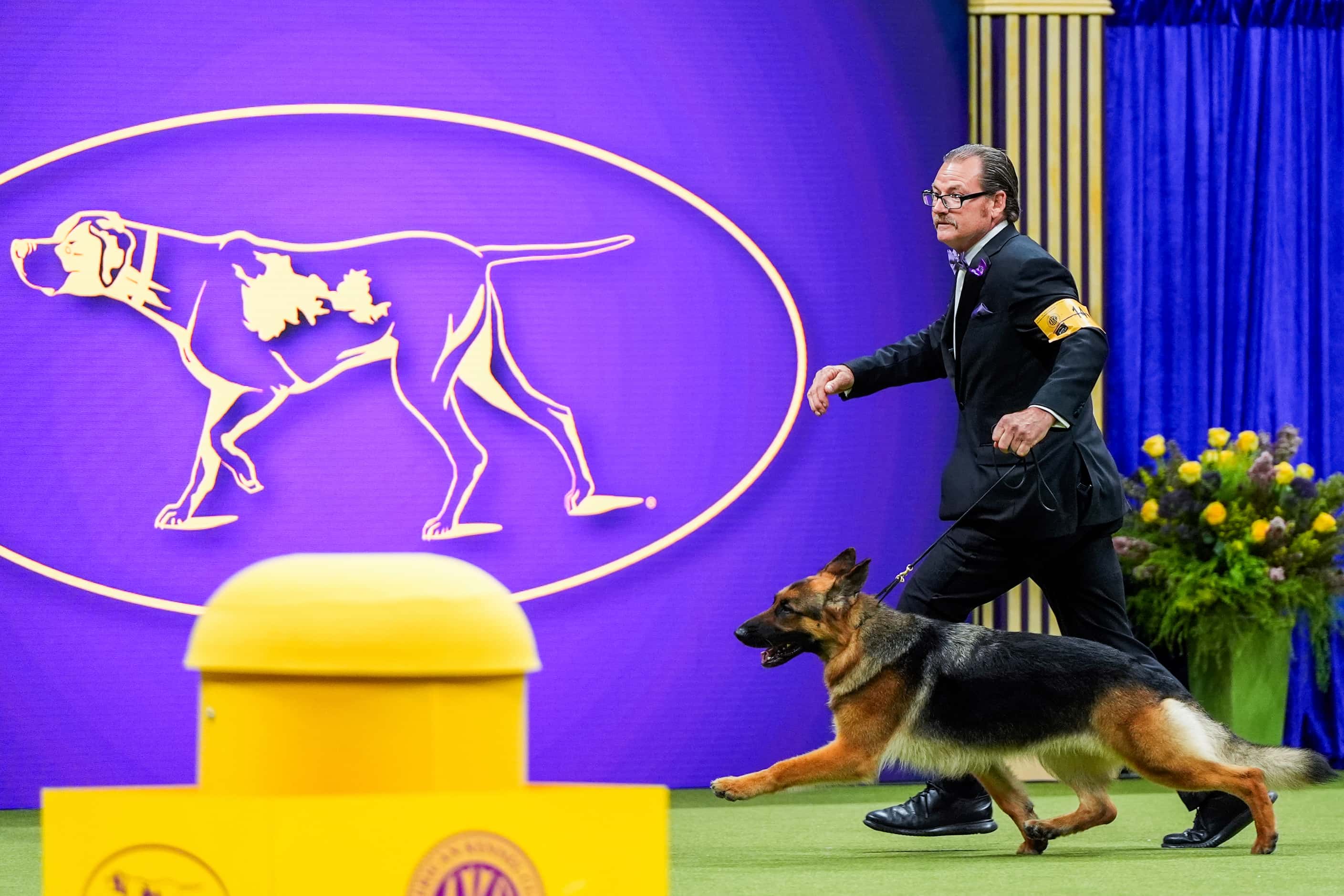 Mercedes, a German shepherd, takes part in the best in show competition at the 148th...