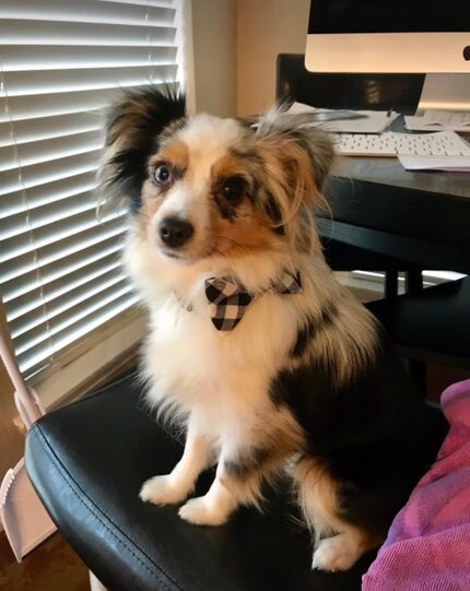 Wylie the Toy Aussie