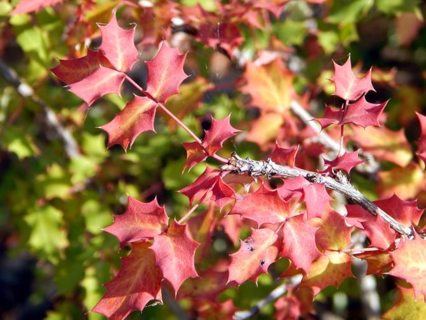 Calhoun noticed plants’ differences in the wild, such as a mahonia’s brilliant red foliage.