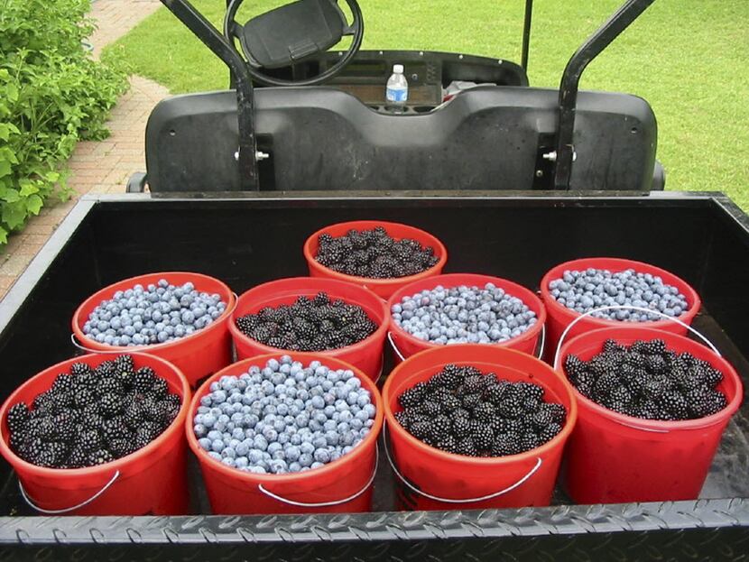 Blueberries and blackberries fill buckets in a small truck at Green Farm near Daingerfield,...