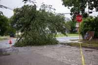 A tree remains on a power line at Warren Avenue and Jeffries Street on Thursday, May 30,...