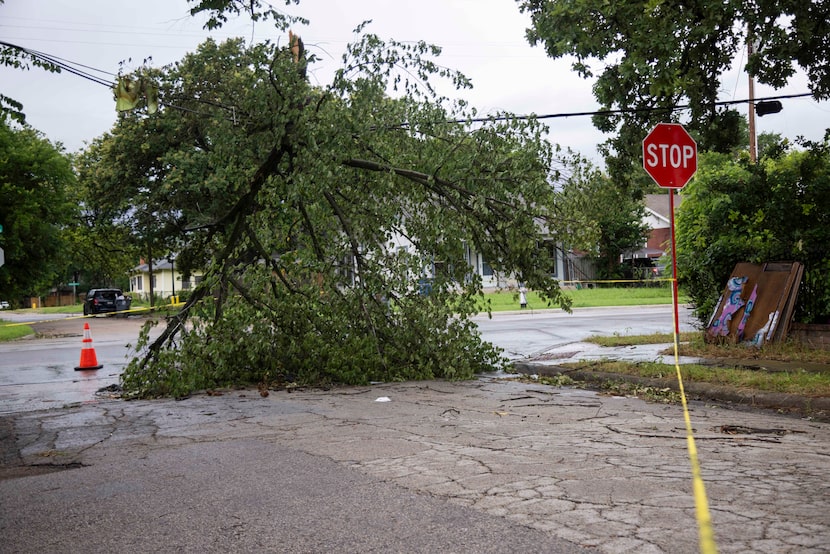 A tree remains on a power line at Warren Avenue and Jeffries Street on Thursday, May 30,...