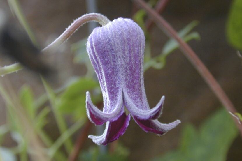 Leatherflower (Clematis pitcheri) is a native Texas vine with very showy flowers. The plant...