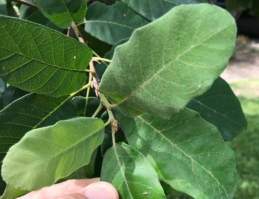 Mexican white oak tree