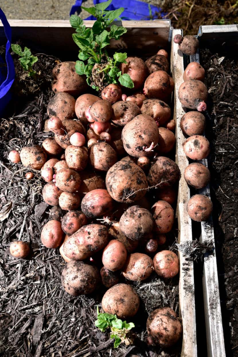 These Kennebec potatoes were among items recently picked as part of a donation.