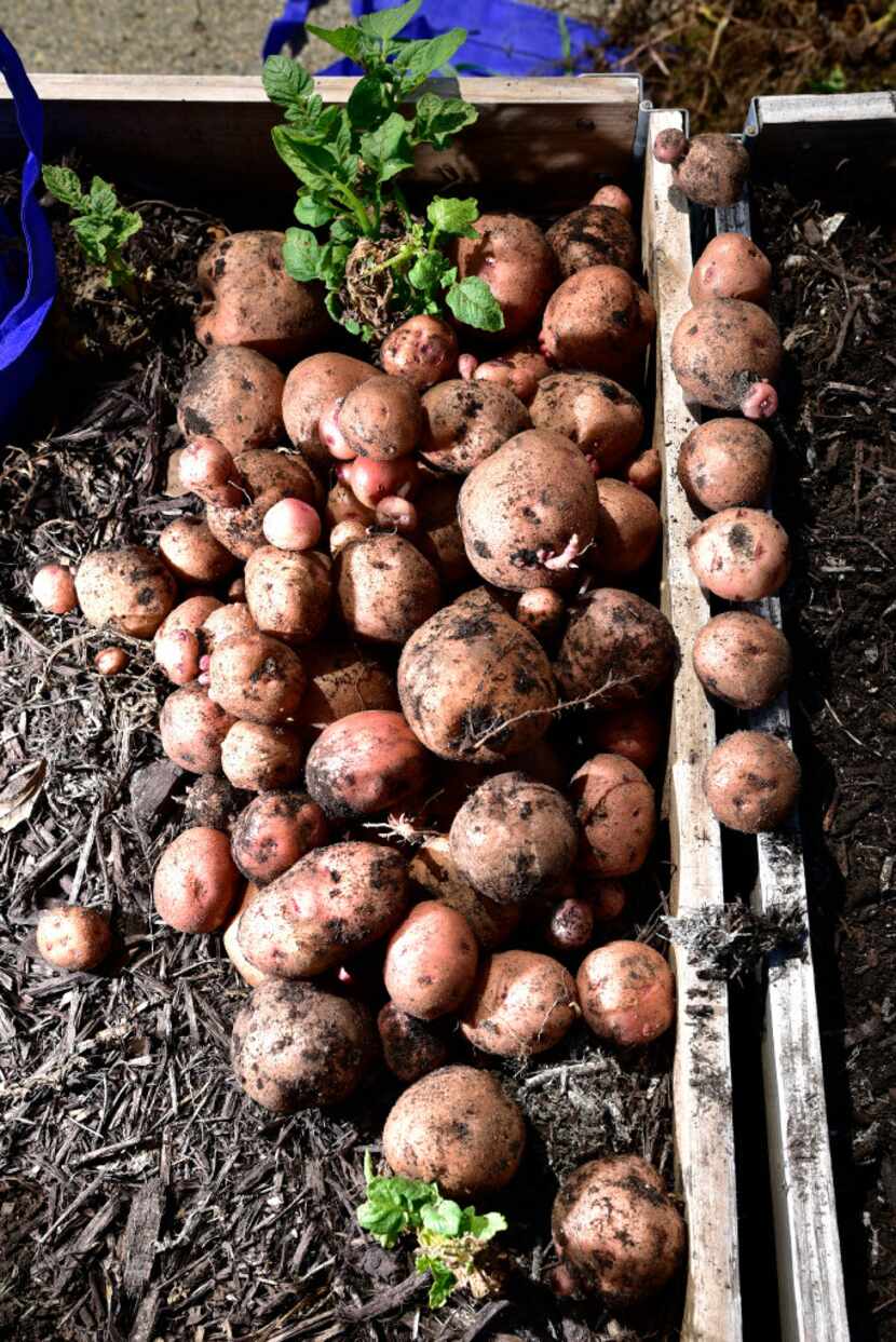 These Kennebec potatoes were among items recently picked as part of a donation.