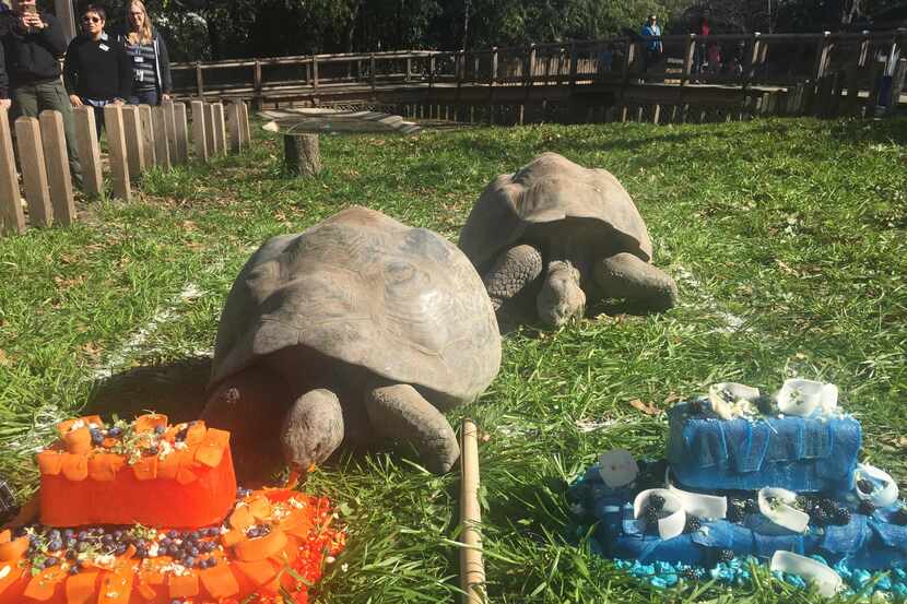  Two Galapagos tortoises, Nancy and Twelve raced to produce cakes to predict the Super Bowl...