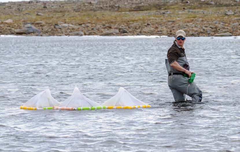 Ph.D. student Ben Strang carries floating traps in an Arctic pond in Greenland. These traps...