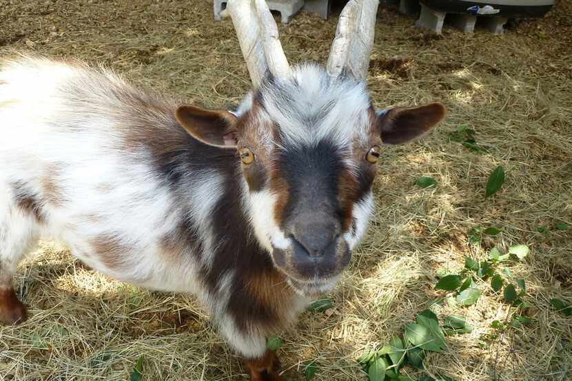 This goat lives at Heritage Village at Chestnut Square, a collection of tree-shaded vintage...